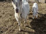 Козы и козлята - фото 2