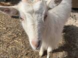 Козы и козлята - фото 3