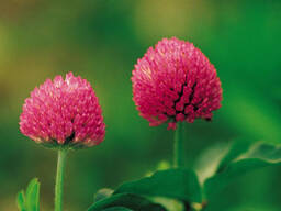 Красный клевер