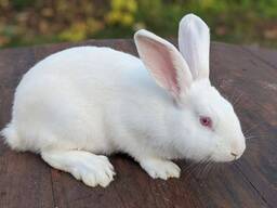 Кролик живым весом (возможно убойным)