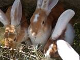 Кролики - фото 5