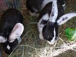 Кролики - фото 6