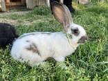 Кролики - фото 1