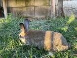 Кролики - фото 2