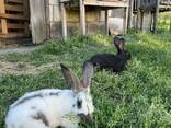 Кролики - фото 3