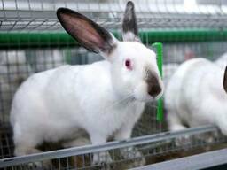 Кролики Хиплус