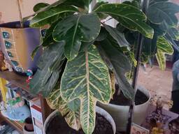 Кротон Excellent Голландия разноцветный цветущий