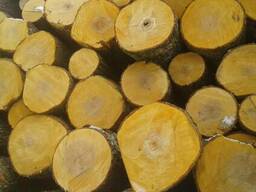 Кругляк ольхи