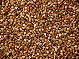 Крупа гречневая