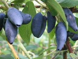 Жимолость съедобная саженцы