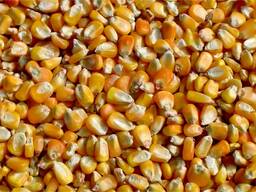 Кукуруза(урожай 2021)