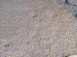 Кукуруза фуражная