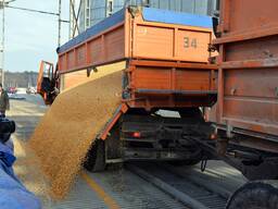 Кукуруза фуражная в Беларуси оптом | Безнал