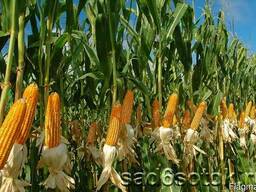 Кукуруза фуражная зерно