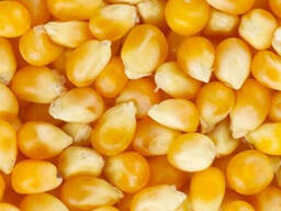 Кукуруза оптом из Брянской области от производителя