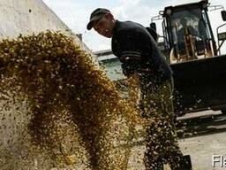 Куплю кукурузу ячмень пшеницу