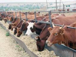 Купим у организации КРС Гомель