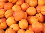 Куплю абрикос - фото 1