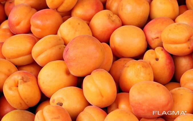 Куплю абрикос