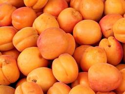 Куплю абрикос