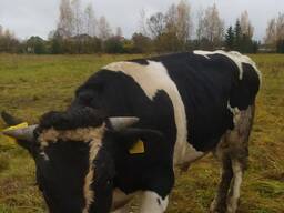 Куплю быков от 150 кг до 900