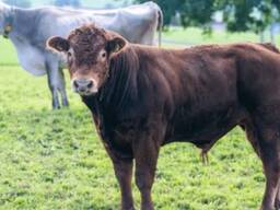 Куплю дорого быка