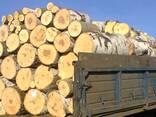 Куплю дрова чурками от 1,2 м - 2-3-4м - фото 3