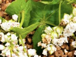 Куплю Гречиху