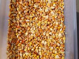 Комбикорм кк55 , СК 31, СК 26, ПК 1-15 , зерно фуражное куплю