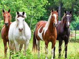 КУПЛЮ КОНЕЙ, ЖЕРЕБЯТ. ДОРОГО! В ЛЮБОЕ ВРЕМЯ