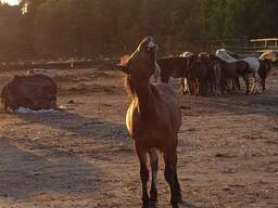 Лошадь, Лошадей