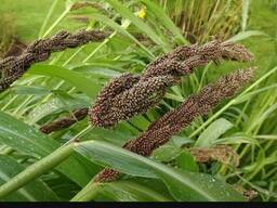 Куплю семена пайзы