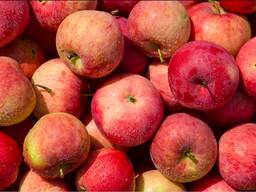 Куплю яблоки на промпереработку