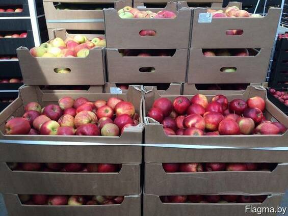 Купить Яблоко Оптом Авито