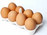 Яйцо куриное пищевое - фото 1