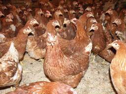 Куры несушки