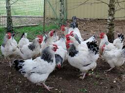 Куры несушки, доставка