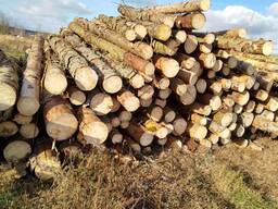 Лес кругляк. Бобруйск, Речица, Мозырь, Лоев, Гомель, Светлогорск