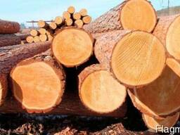 Лес кругляк хвойных пород(сосна)от 24 и более см.