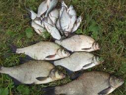 Лещ Свеже-выловленный