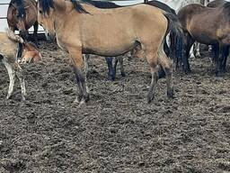 Лошади, жеребята