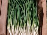 Зелёный лук перо - фото 1