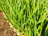 Лук перо - фото 2