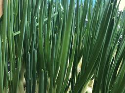 Зеленый лук перо