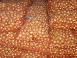 Лук репчатый