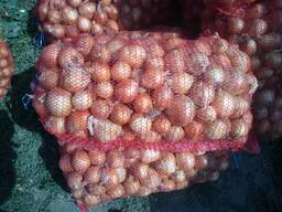 Лук репчатый