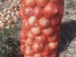 Лук репчатый
