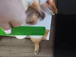 Лук репчатый