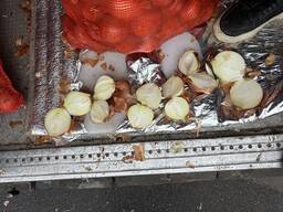 Лук репчатый