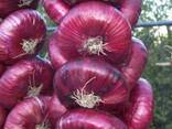 Лук репчатый фиолетовый 2025г. - фото 1